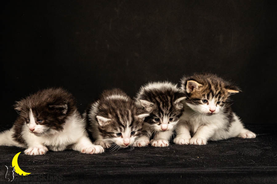 Wurf U (26 Tage alt)