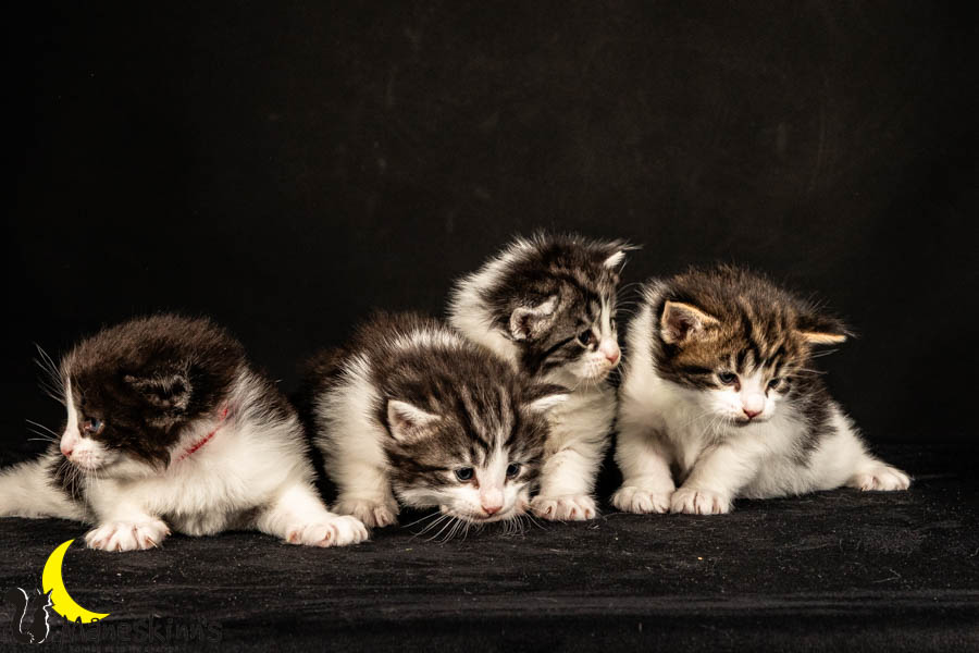 Wurf U (26 Tage alt)