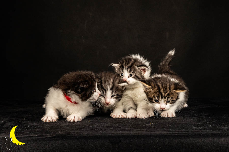 Wurf U (26 Tage alt)