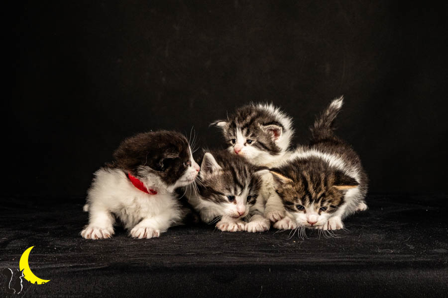 Wurf U (26 Tage alt)