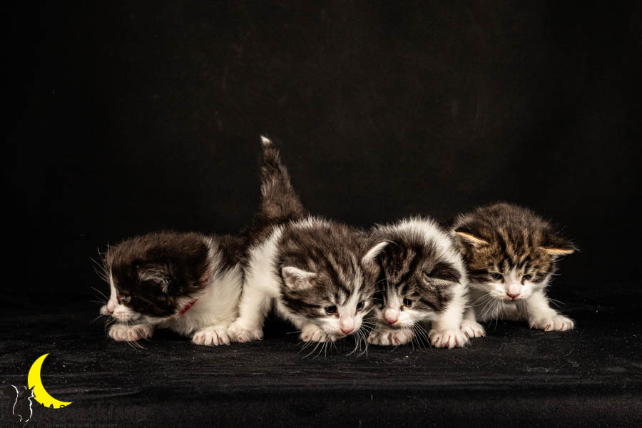 Wurf U (26 Tage alt)