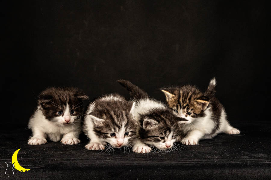 Wurf U (26 Tage alt)