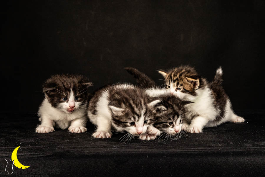 Wurf U (26 Tage alt)