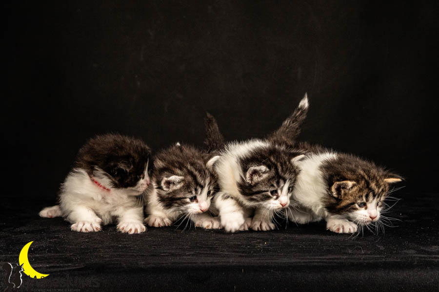 Wurf U (26 Tage alt)