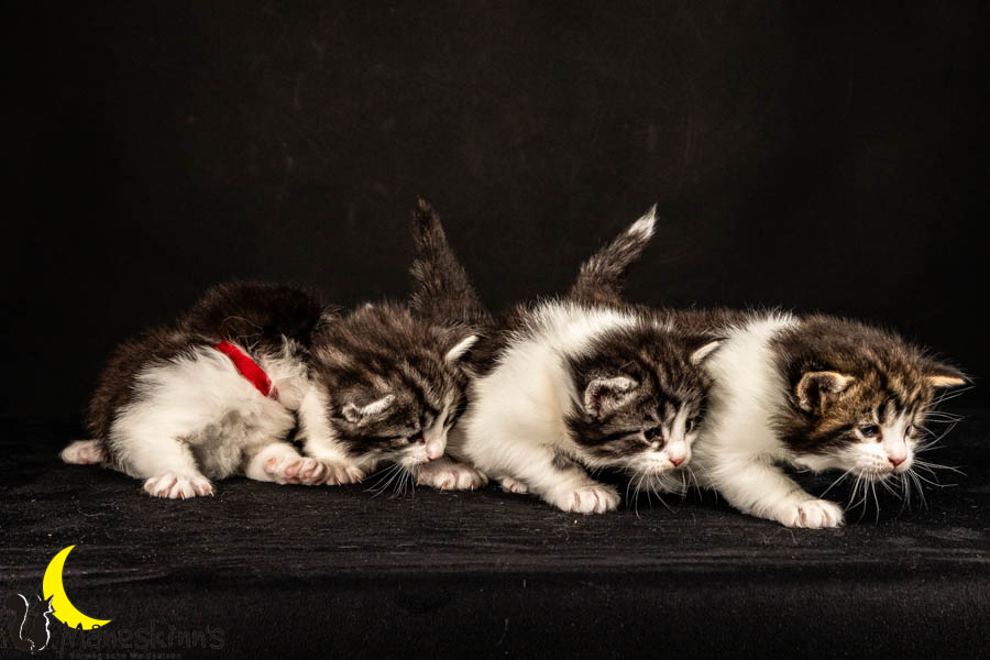 Wurf U (26 Tage alt)