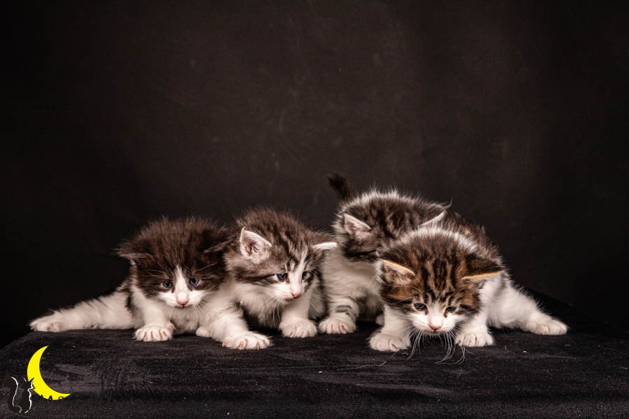 Wurf U (33 Tage alt)