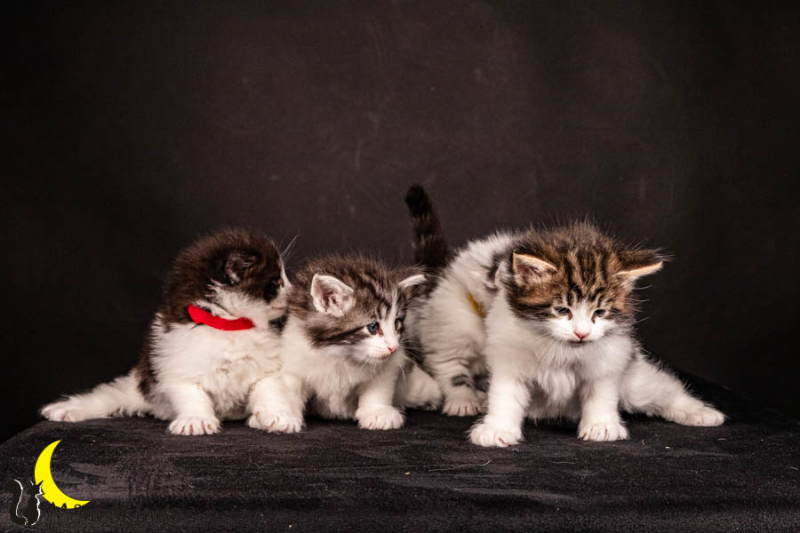 Wurf U (33 Tage alt)