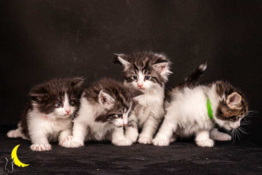 Wurf U (33 Tage alt)