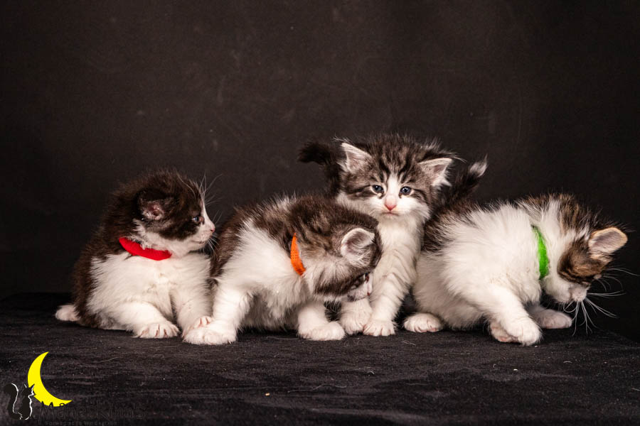 Wurf U (33 Tage alt)