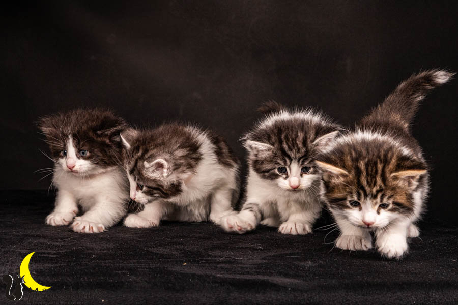 Wurf U (33 Tage alt)