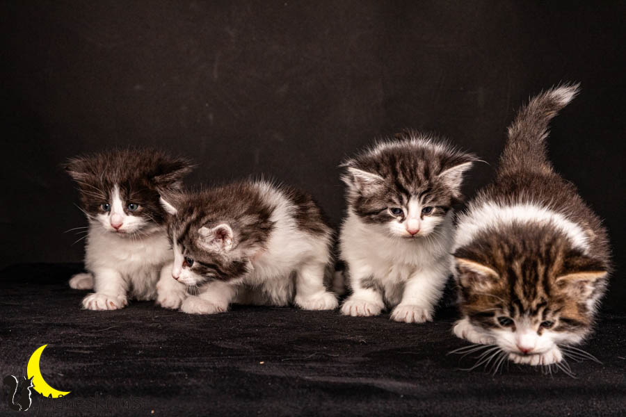 Wurf U (33 Tage alt)