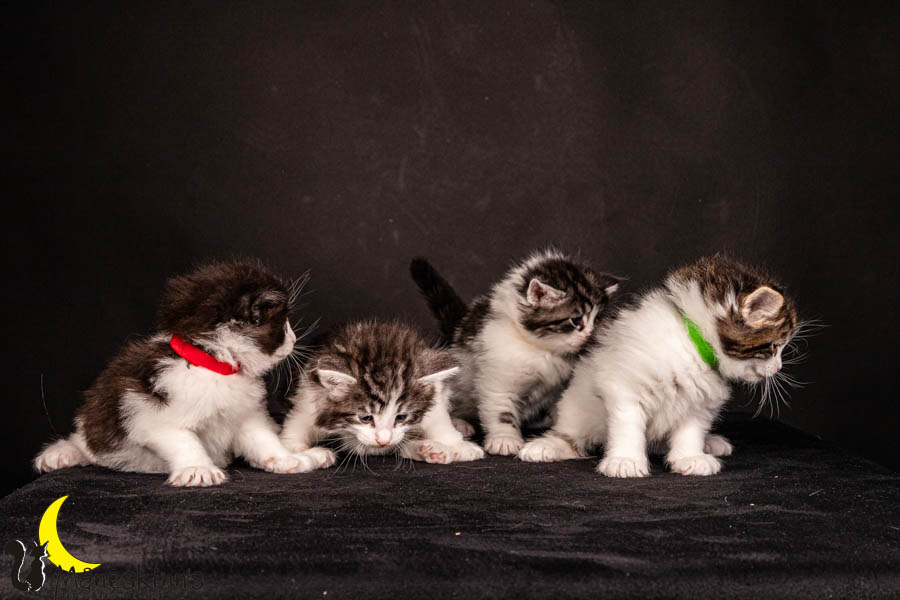 Wurf U (33 Tage alt)