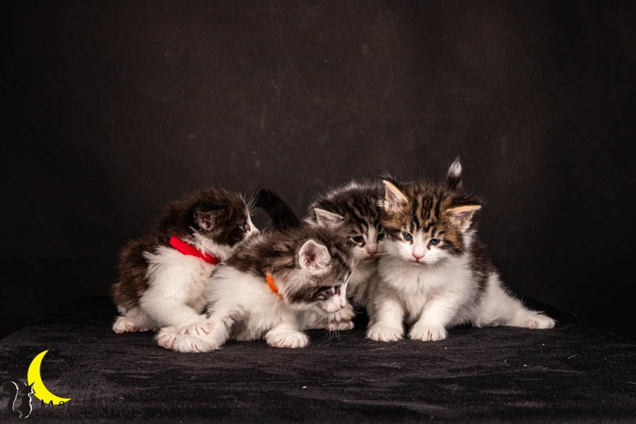 Wurf U (33 Tage alt)