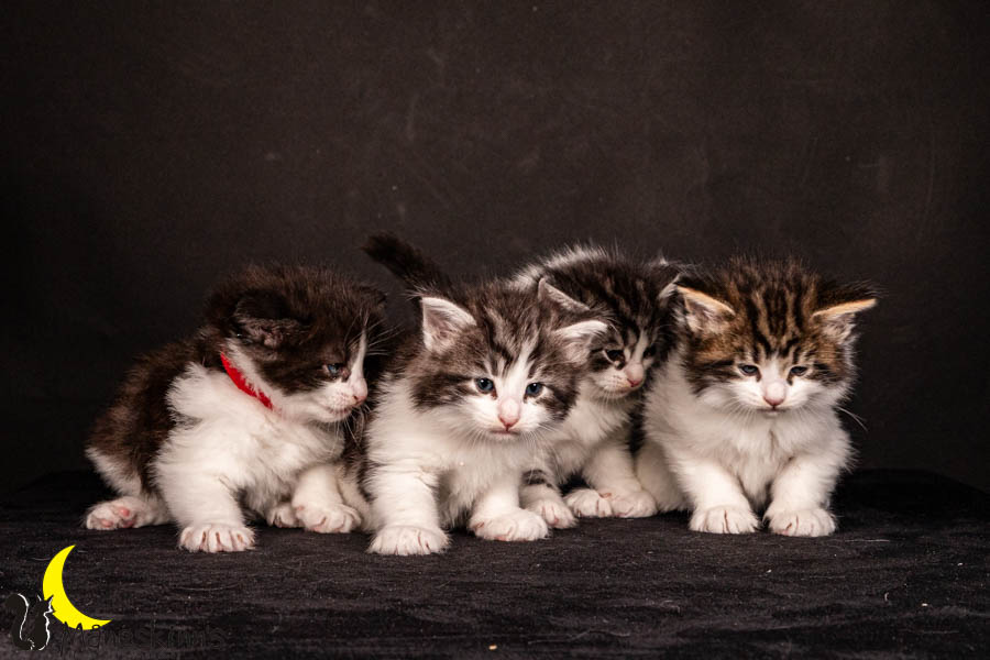 Wurf U (33 Tage alt)