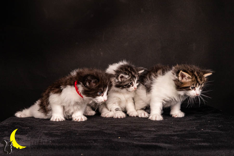 Wurf U (33 Tage alt)