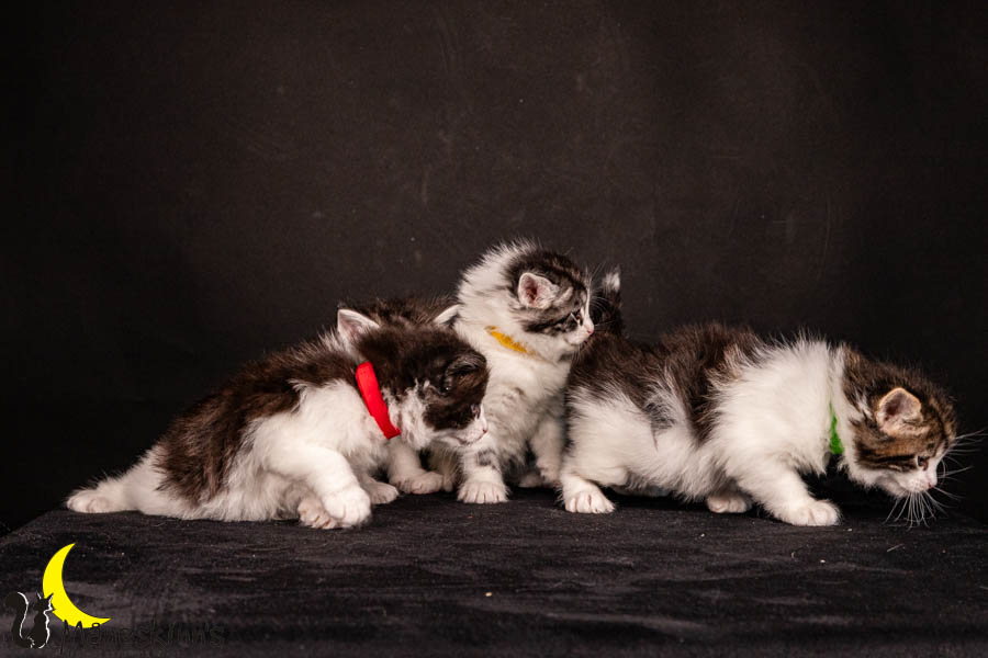 Wurf U (33 Tage alt)