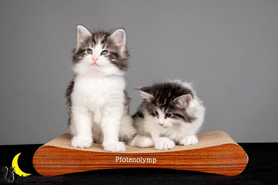 Wurf U (47 Tage alt)