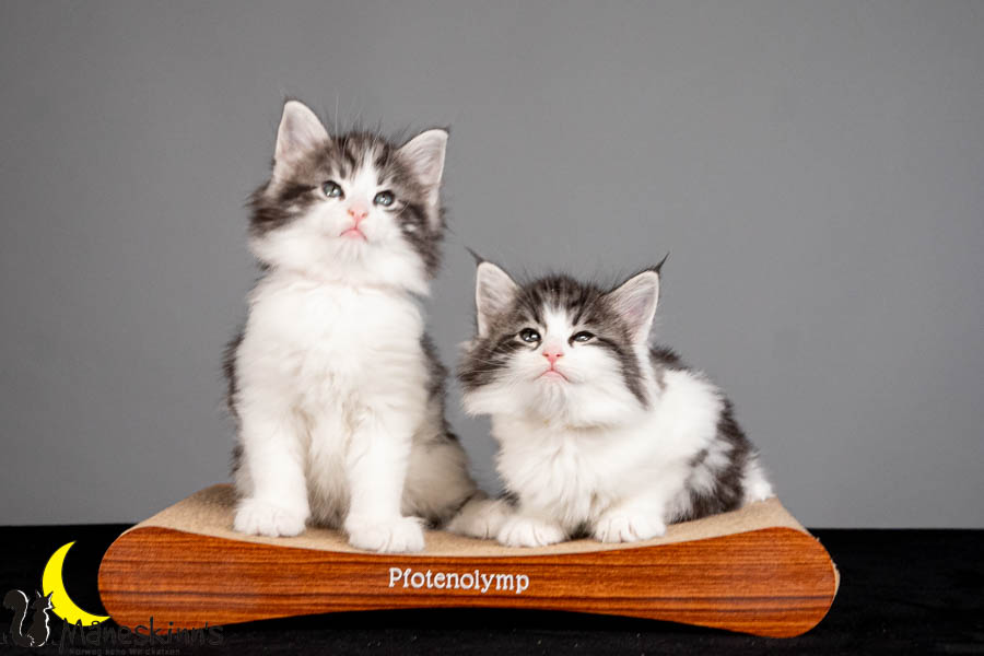 Wurf U (47 Tage alt)