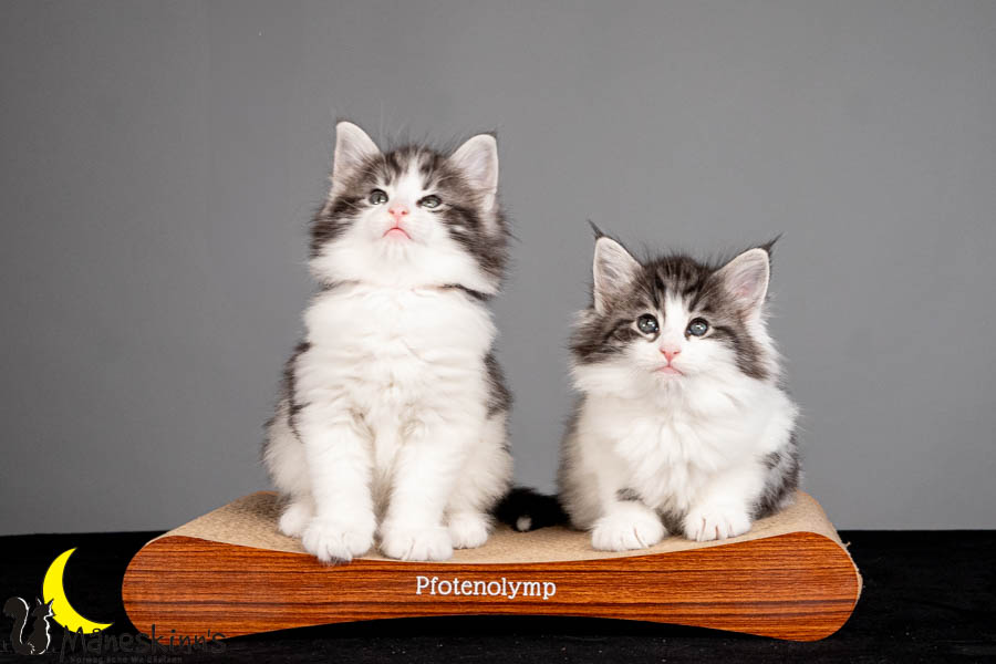 Wurf U (47 Tage alt)