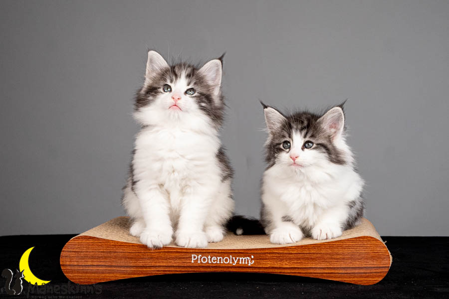 Wurf U (47 Tage alt)