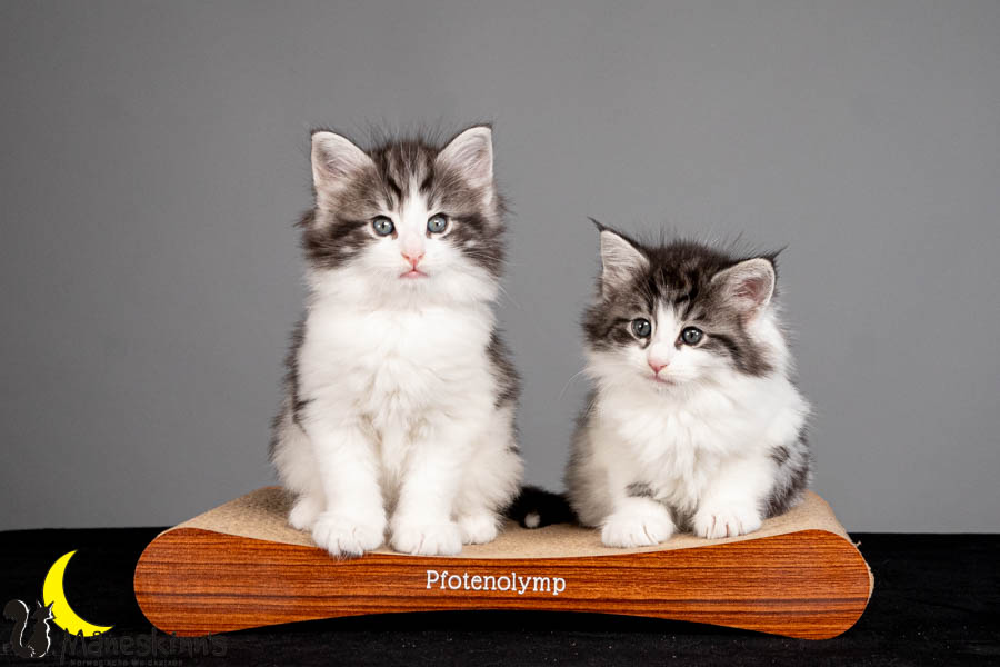 Wurf U (47 Tage alt)