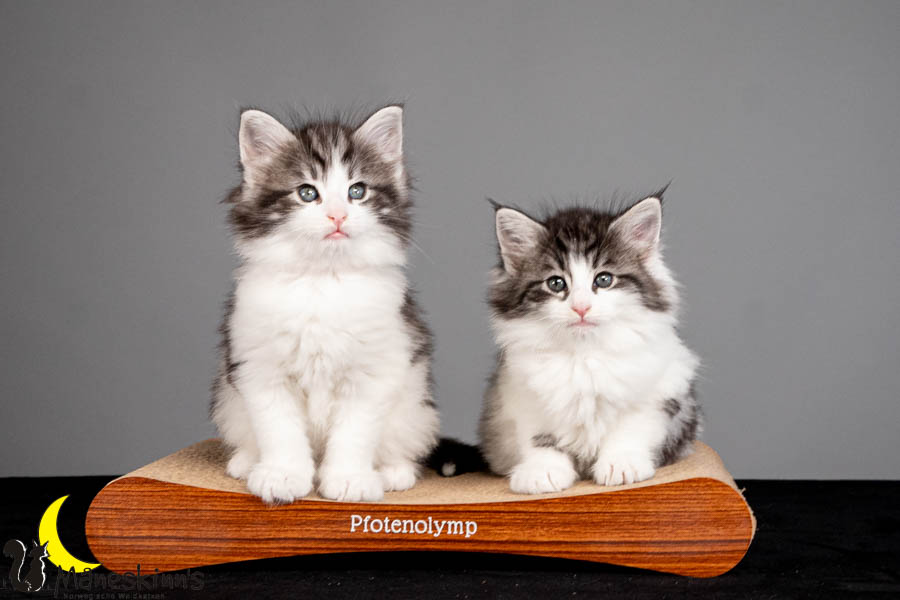 Wurf U (47 Tage alt)