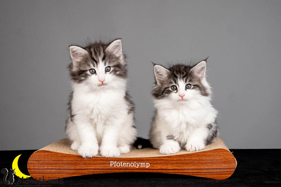 Wurf U (47 Tage alt)