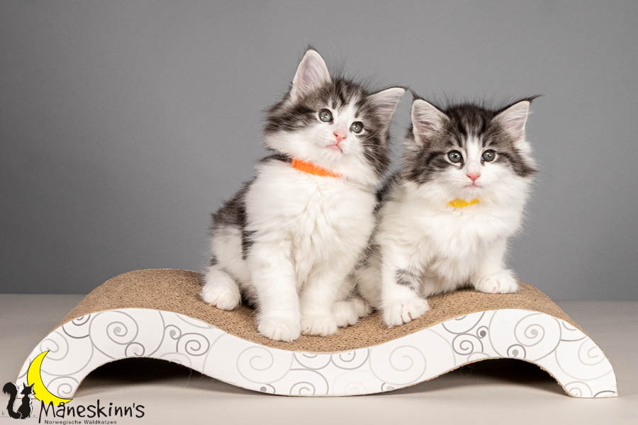 Wurf U (54 Tage alt)