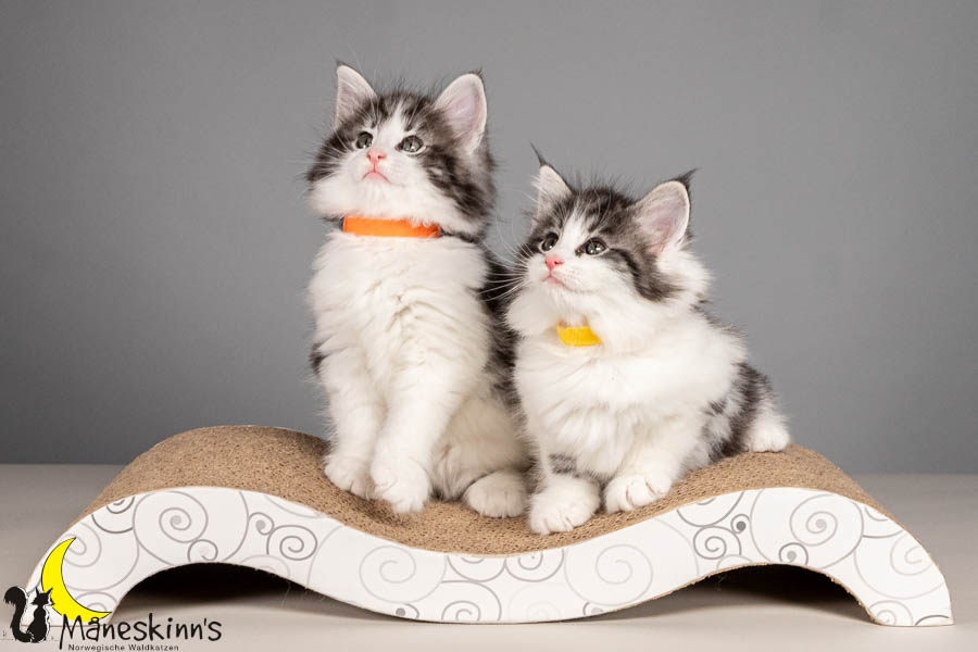 Wurf U (54 Tage alt)