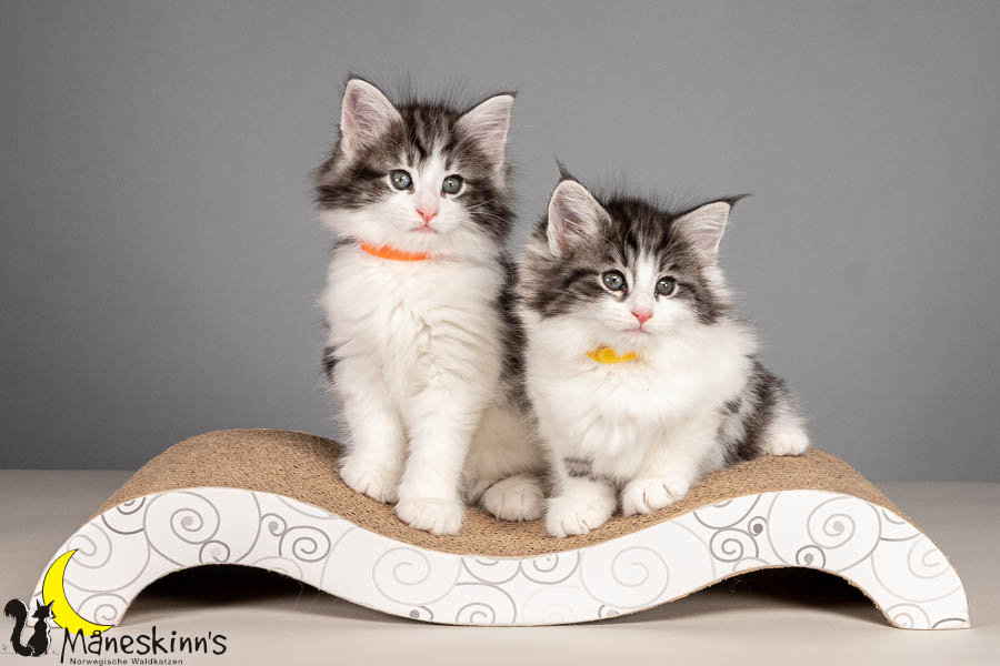 Wurf U (54 Tage alt)