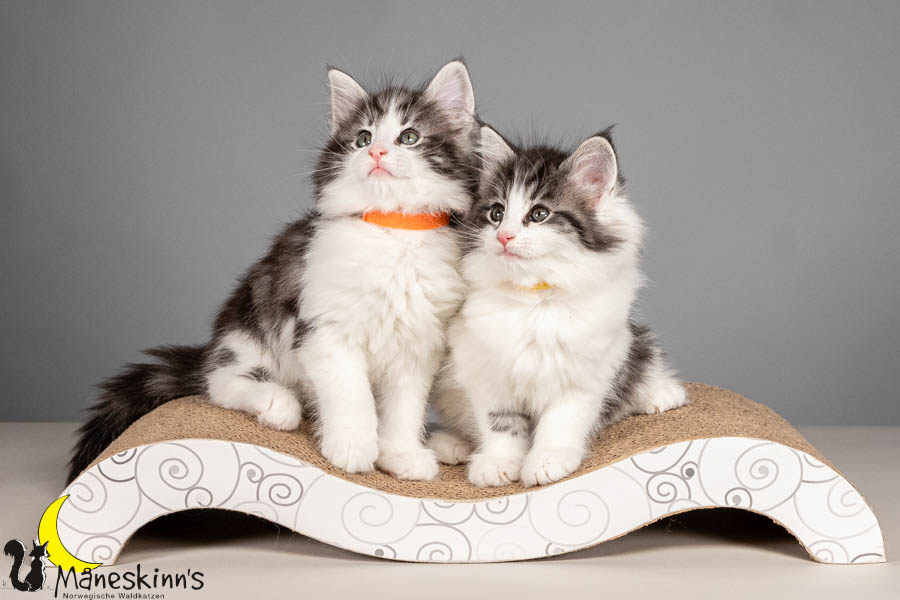 Wurf U (54 Tage alt)