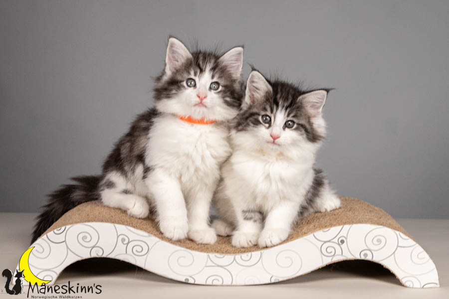 Wurf U (54 Tage alt)