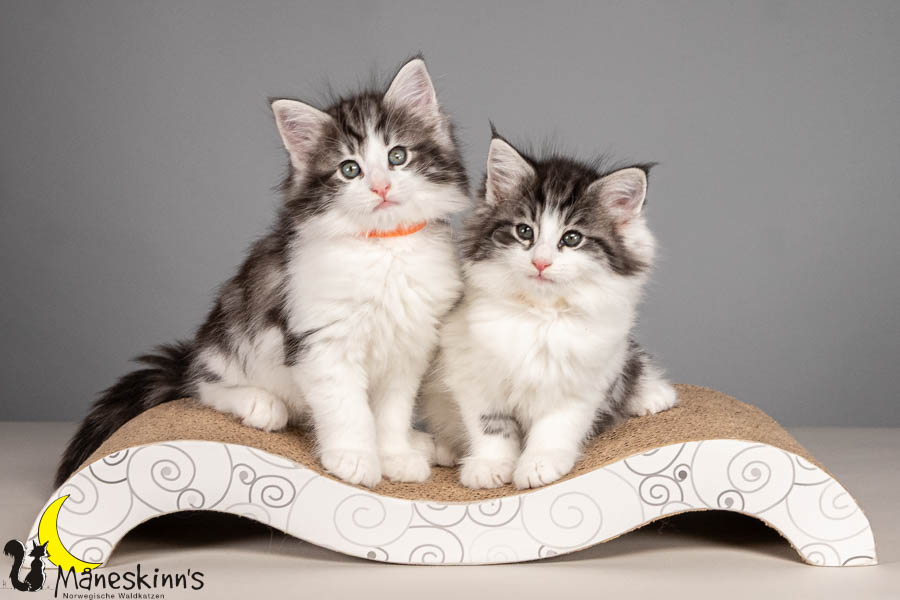 Wurf U (54 Tage alt)