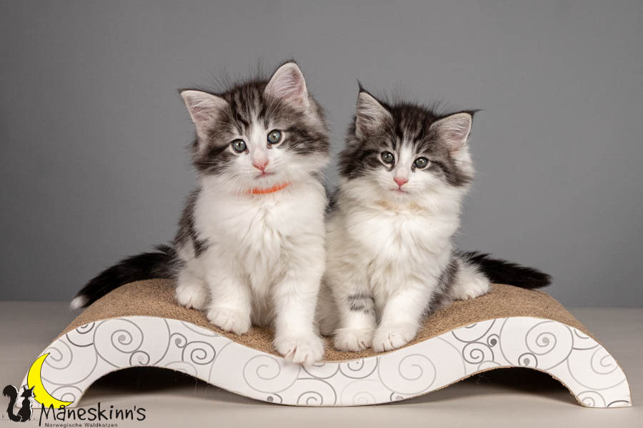 Wurf U (54 Tage alt)