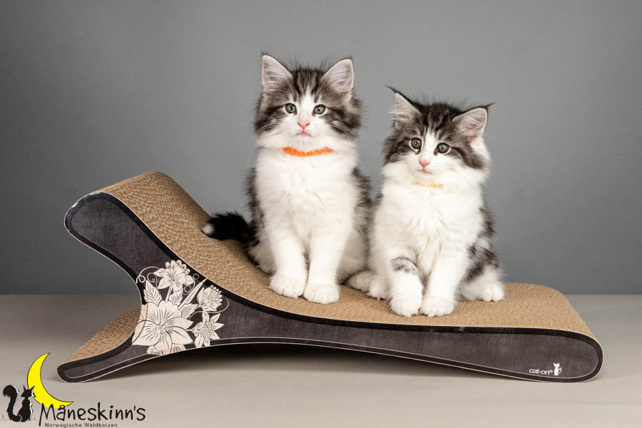 Wurf U (61 Tage alt)