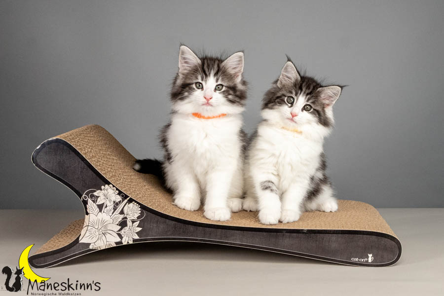 Wurf U (61 Tage alt)