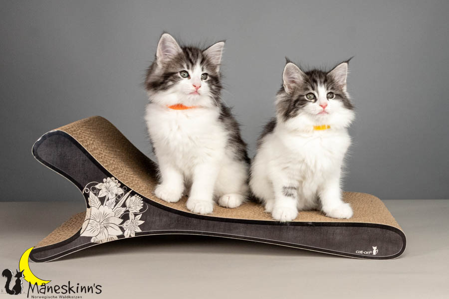 Wurf U (61 Tage alt)