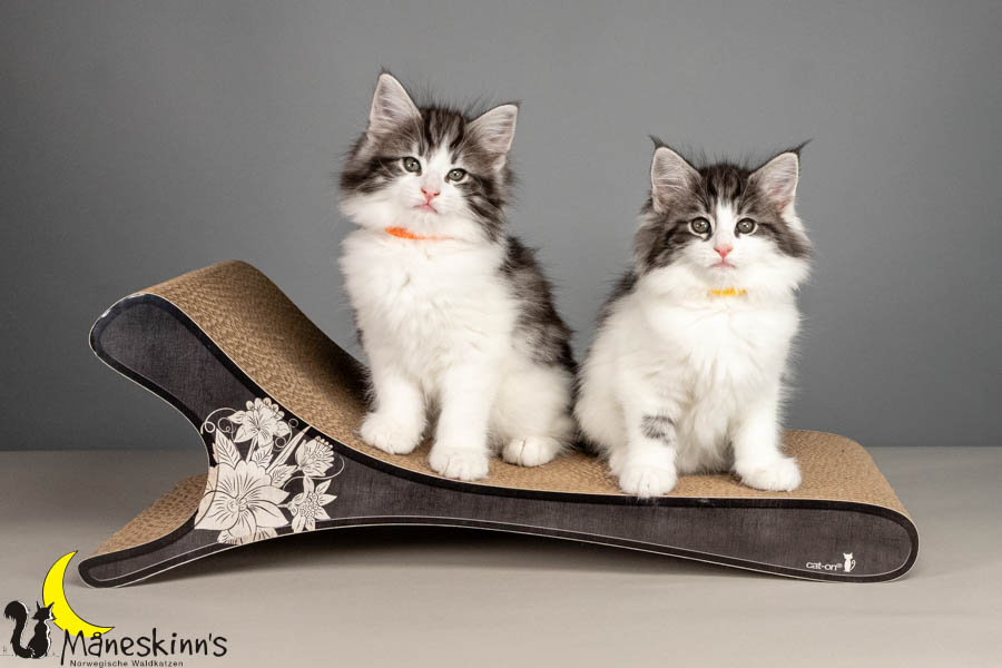 Wurf U (61 Tage alt)