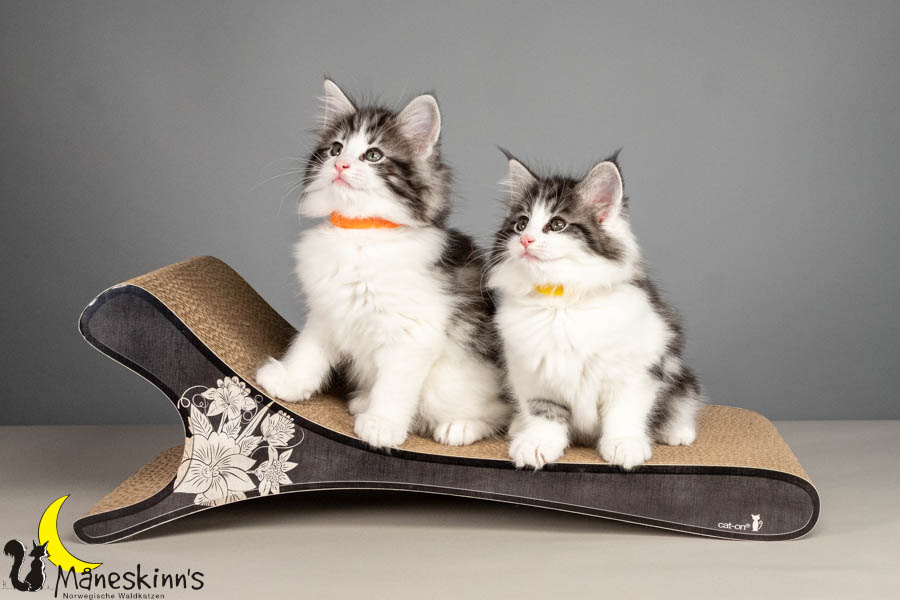 Wurf U (61 Tage alt)