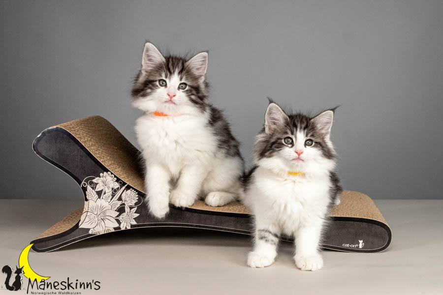 Wurf U (61 Tage alt)