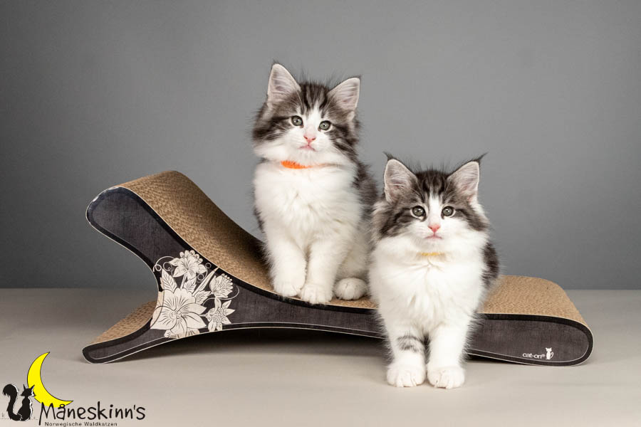 Wurf U (61 Tage alt)