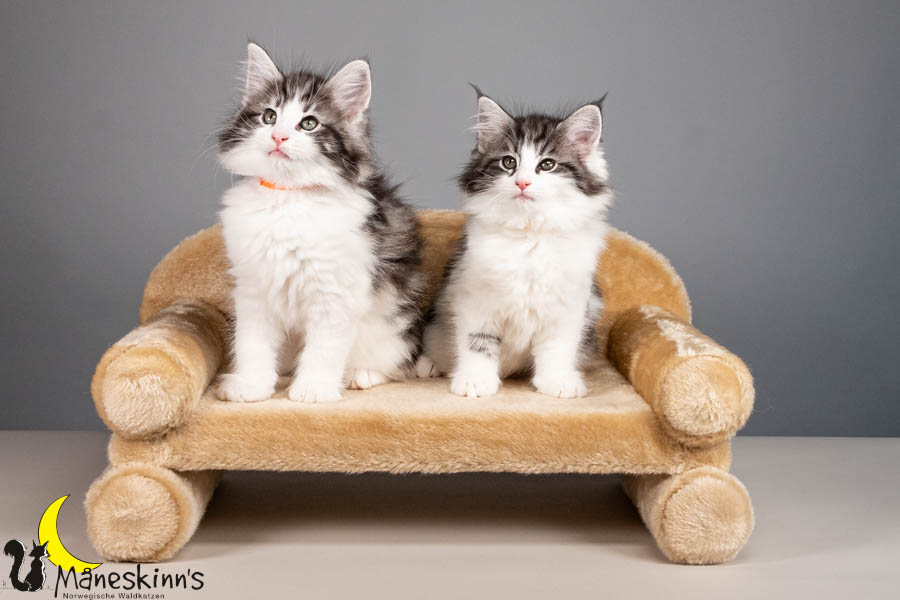 Wurf U (67 Tage alt)