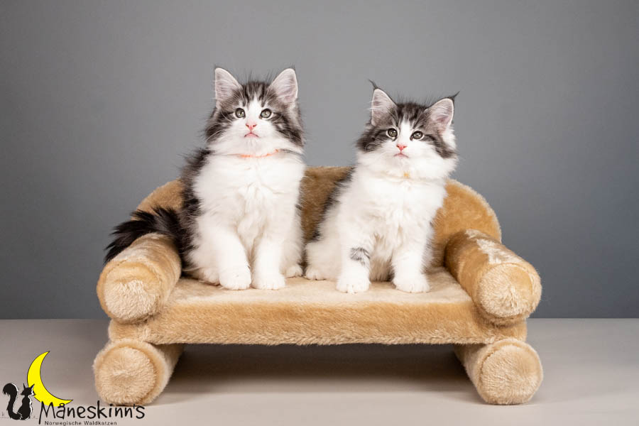 Wurf U (67 Tage alt)