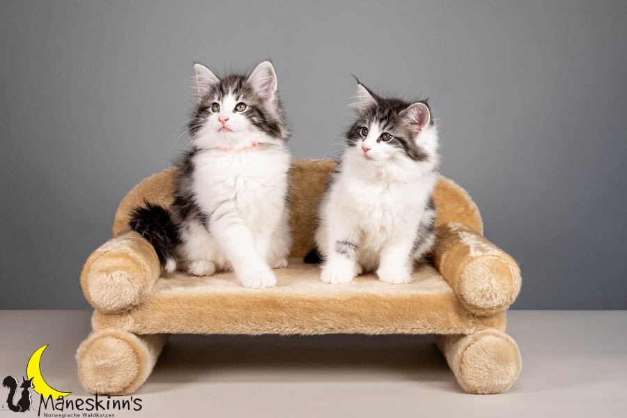 Wurf U (67 Tage alt)