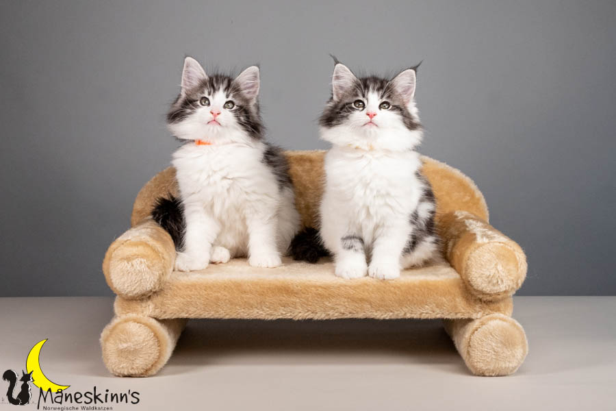 Wurf U (67 Tage alt)