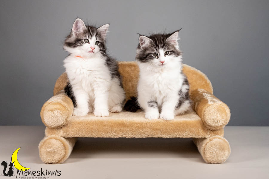 Wurf U (67 Tage alt)