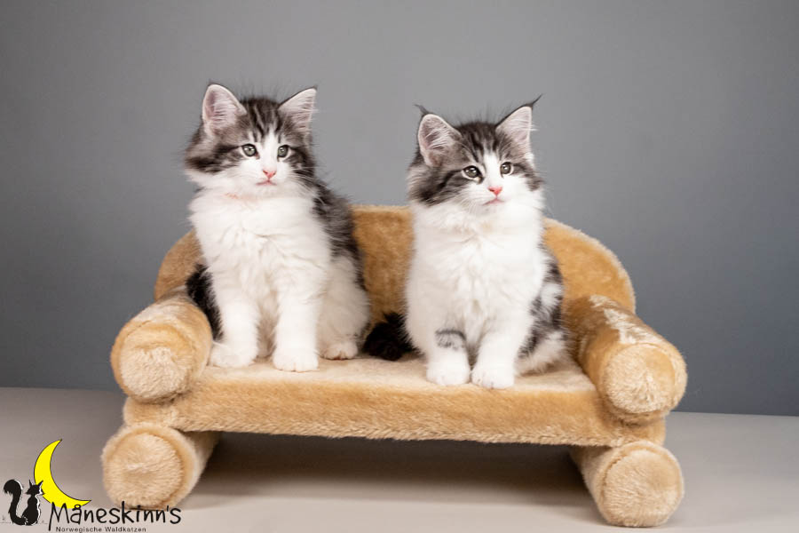 Wurf U (67 Tage alt)