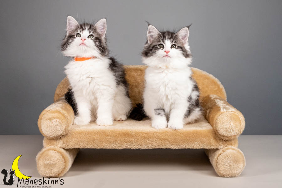 Wurf U (67 Tage alt)