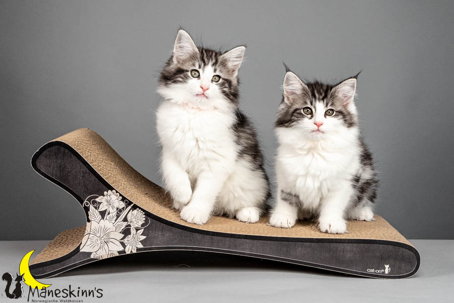 Wurf U (75 Tage alt)