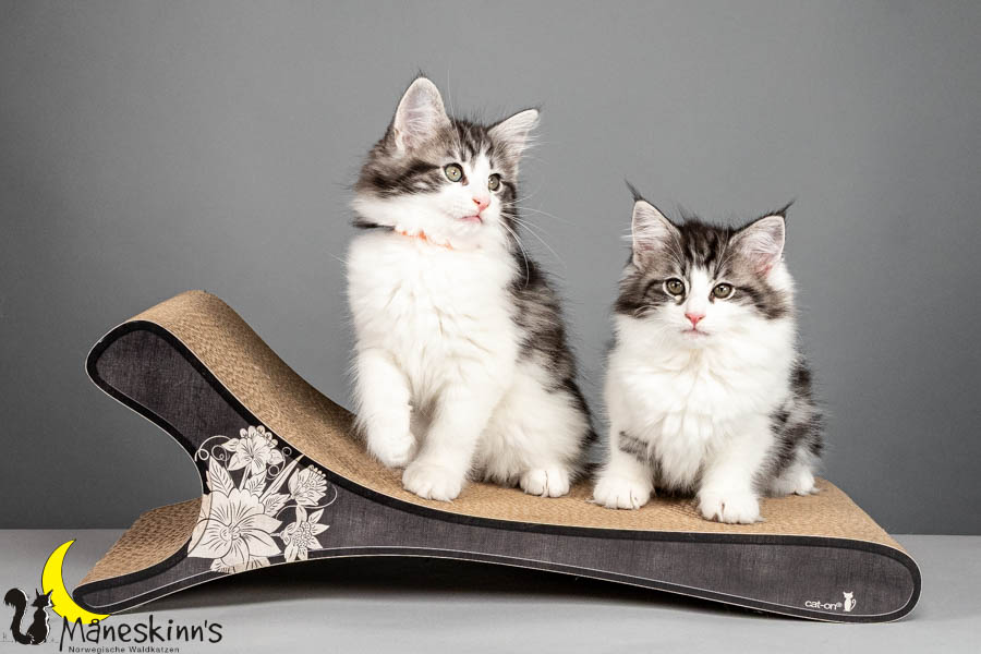 Wurf U (75 Tage alt)